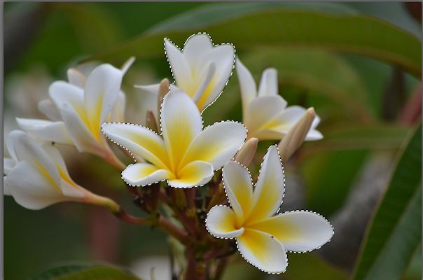 frangipani